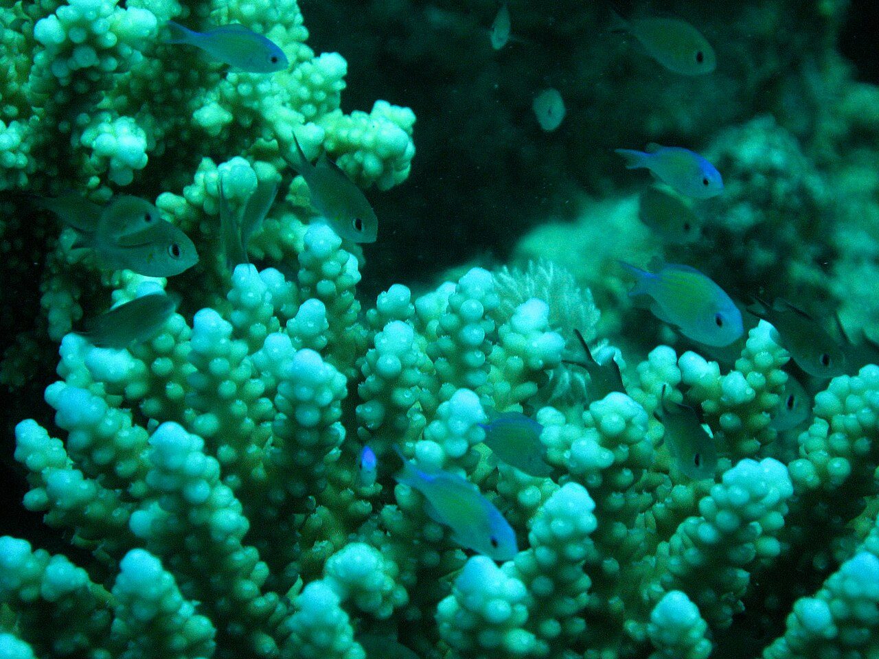 Diving & Snorkeling