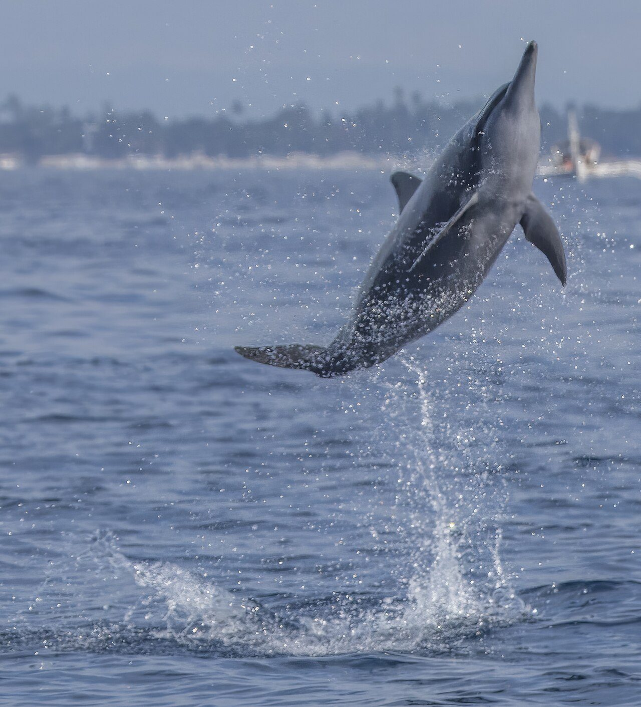 Dolphin House (Shaab el-Erg)